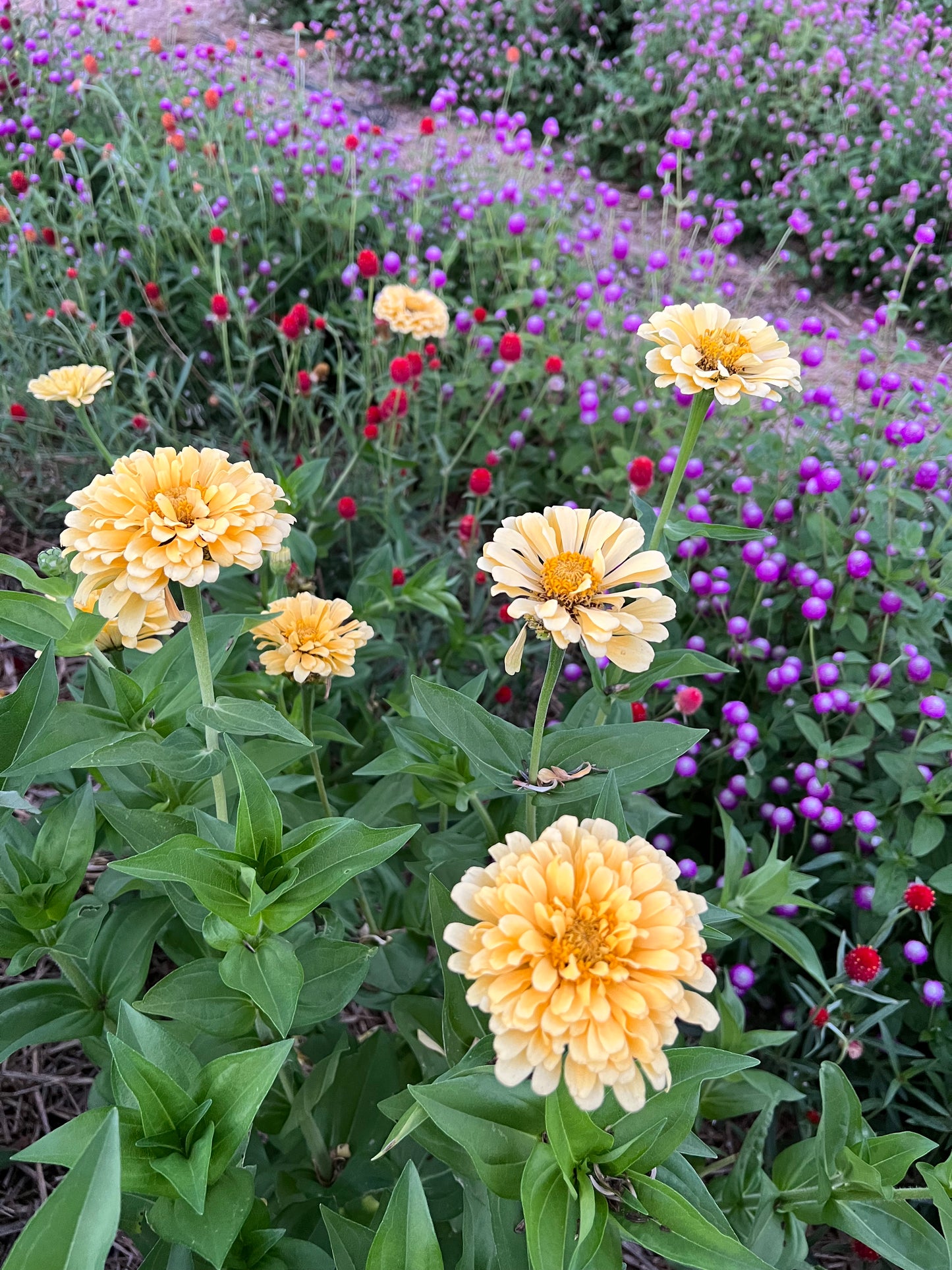 Isabellina Zinnia Seeds, Soft, Buttery Yellow Zinnia, Great for Cut Flower Gardens