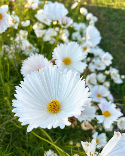 White cupcake cosmos seeds. great cosmos for cut flower gardens