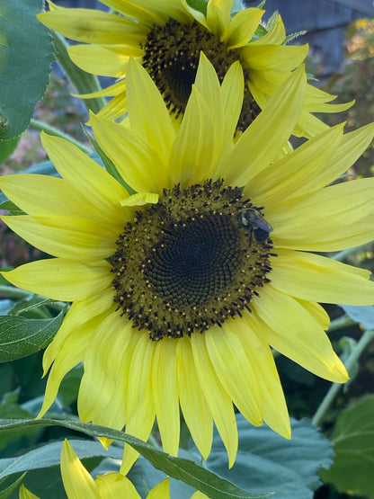 Lemon Queen Sunflower Seeds, Easy to Grow Annual Sunflowers