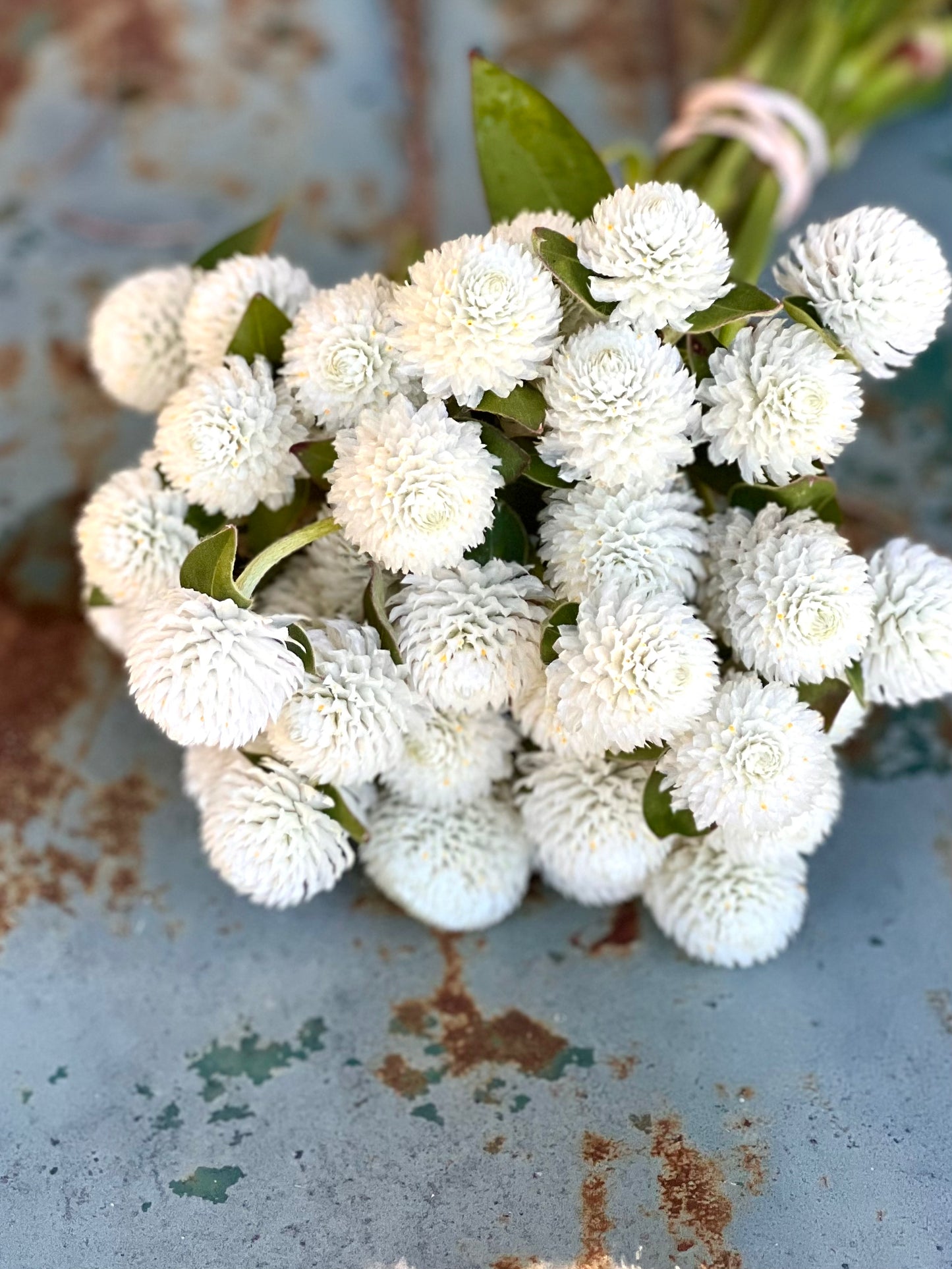 gomphrena flower seeds White Gomphrena Seeds, Easy to Grow Globe Amaranth for Cut Flowers and – Mountainlily Farm