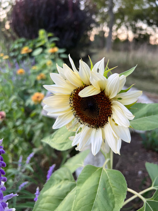 white nite sunflowers for cut flower gardens