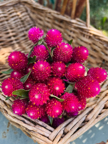 gomphrena seeds for sale