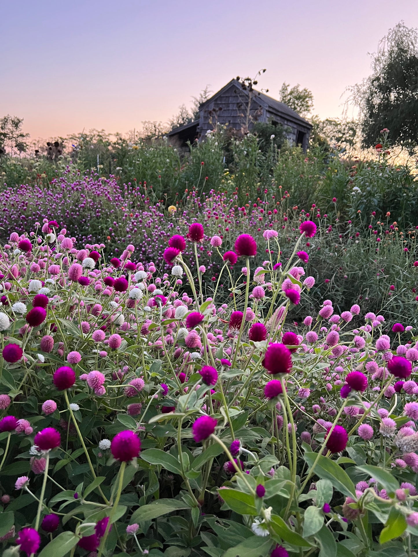 gomphrena in the evening garden