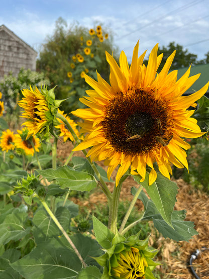 Panache Sunflower Seeds, Great for Cut Flower Farms