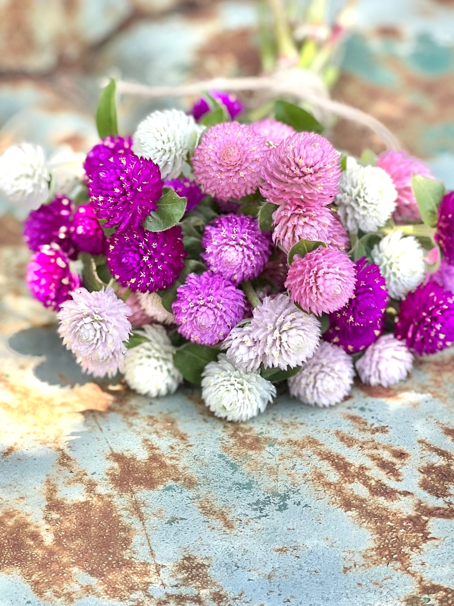 globe amaranth formula mix