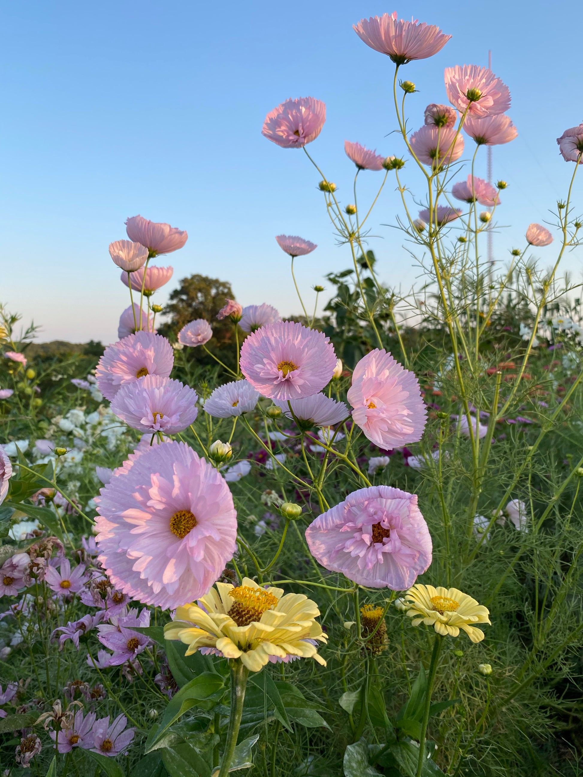 cupcake cosmos flower seeds Cupcake Blush Cosmos Seeds, Ruffled Cosmos Blooms, Great for Cut Flower Gardens and Cottage Gardens