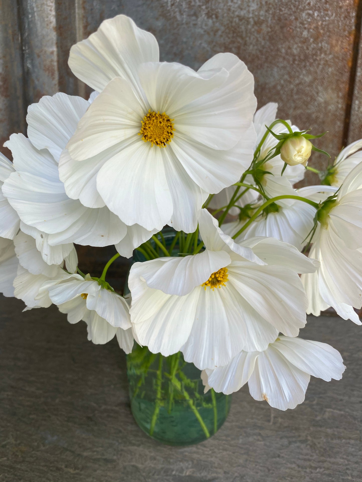 Afternoon White Cosmos Flowers