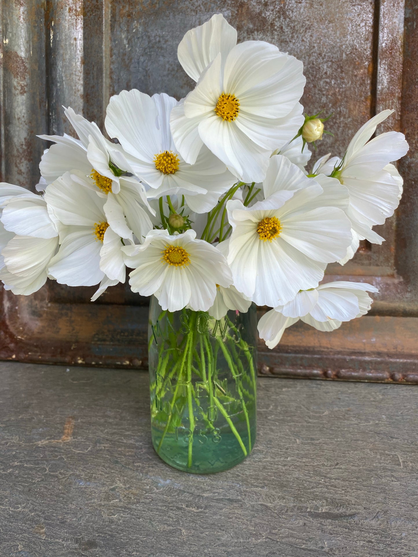 Cosmos Seeds Afternoon White Cosmos