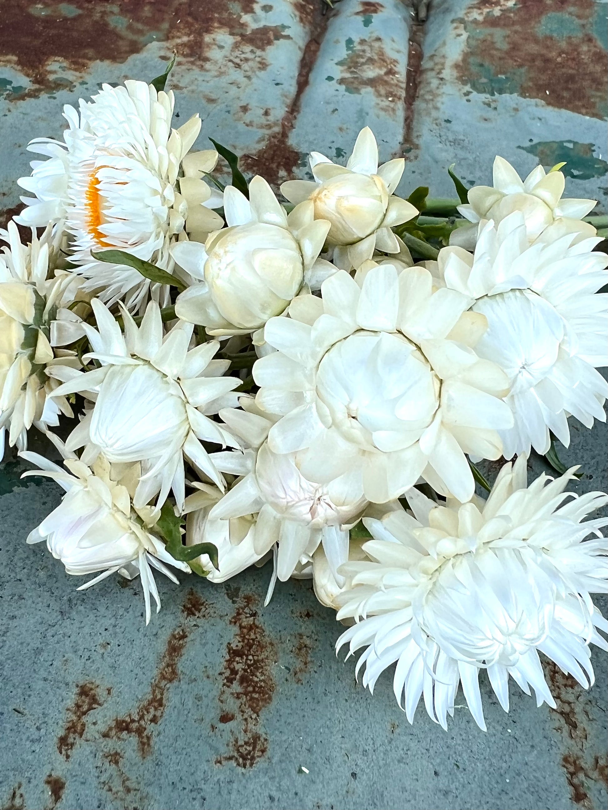 creamy white strawflower seeds for cut flower gardens