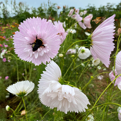 cosmos is great for pollinator gardens