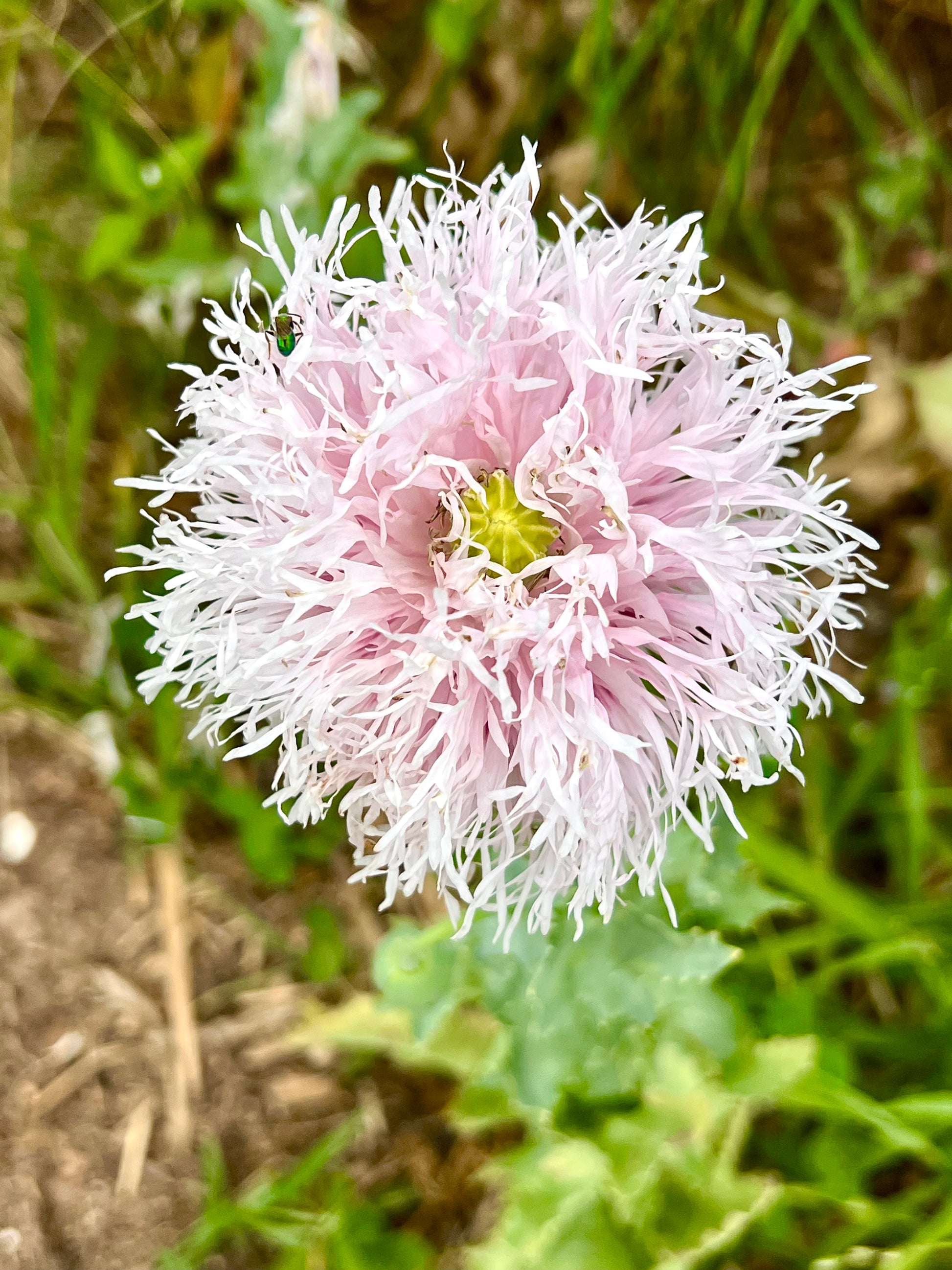 lavender poppy flower Lilac Pom Pom Poppy Seeds, Fringed Pale Lavender Poppies – Mountainlily Farm
