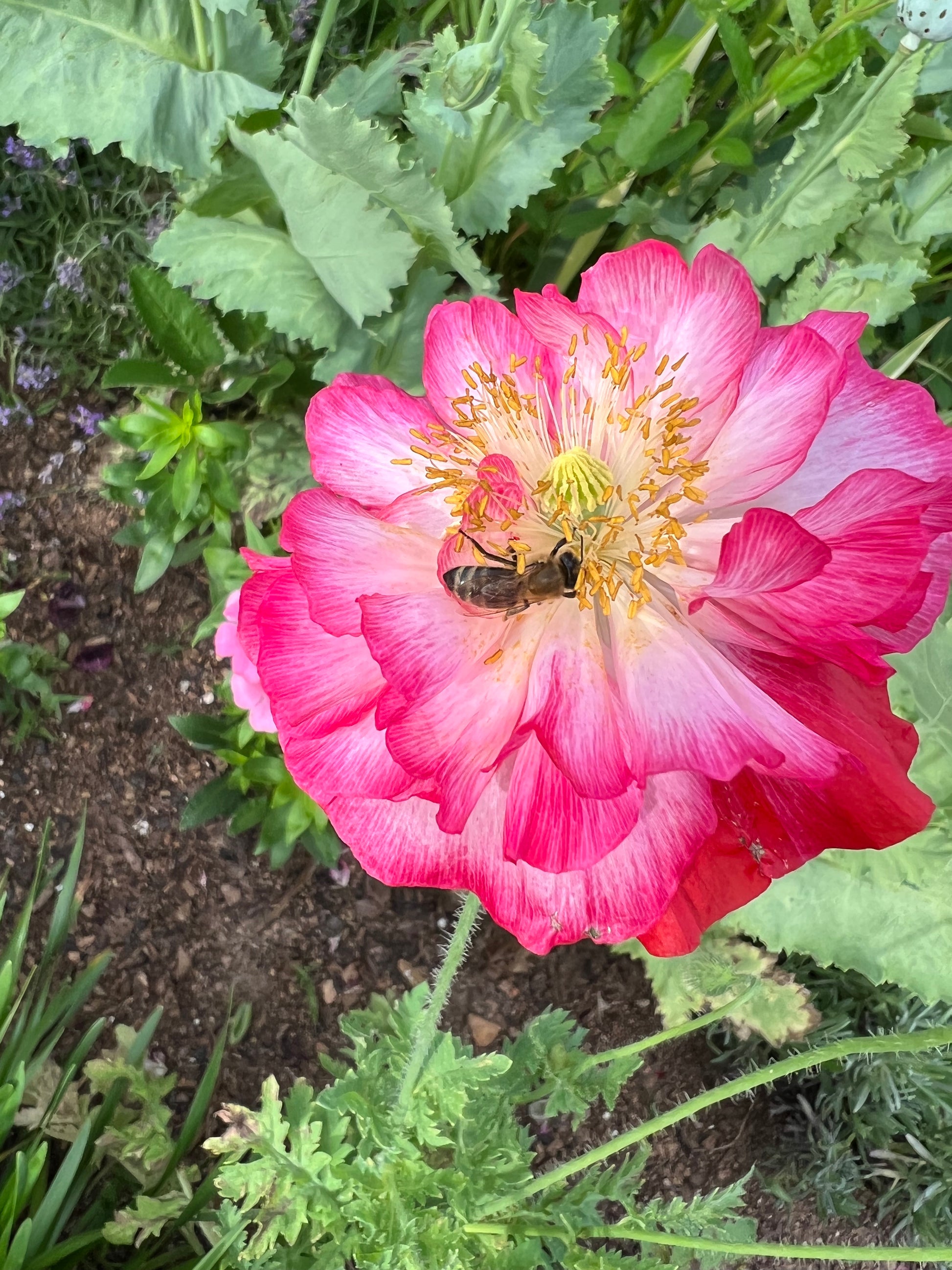 bees flock to the large blooms of shirley poppy supreme