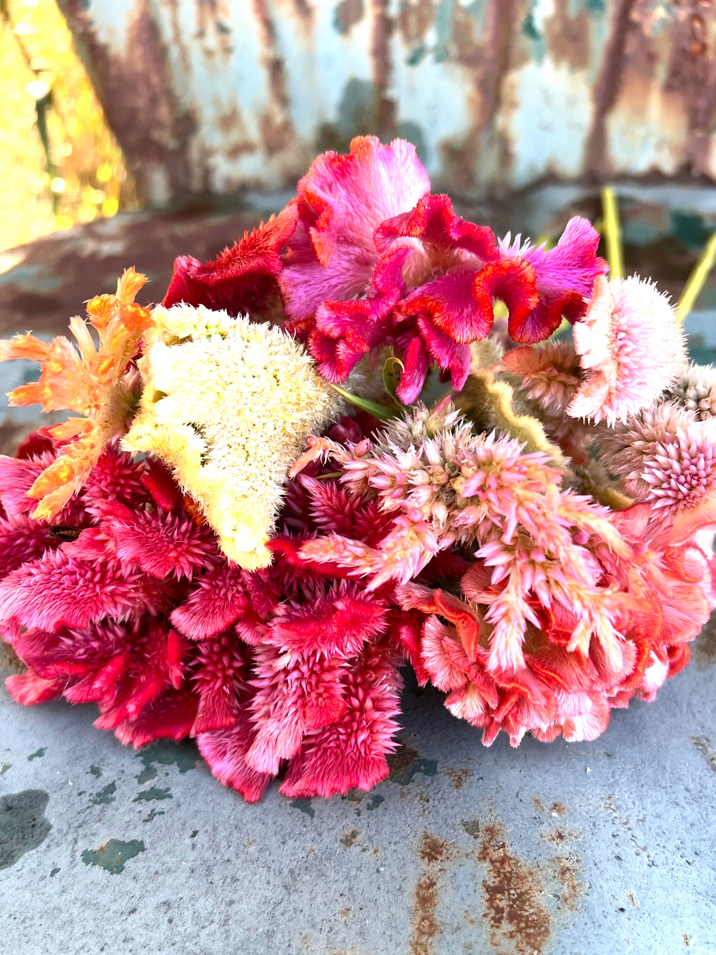 Fruit sorbet mix celosia seeds, pink, red, yellow and peach celosia 