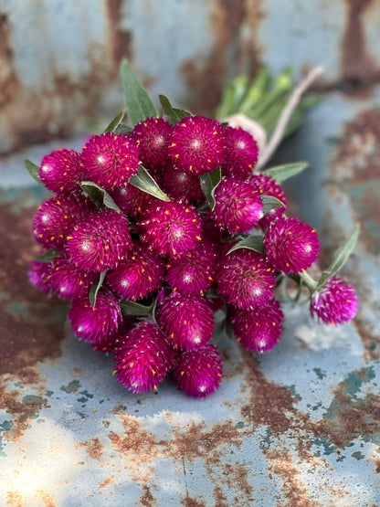globe amaranth for dried florals