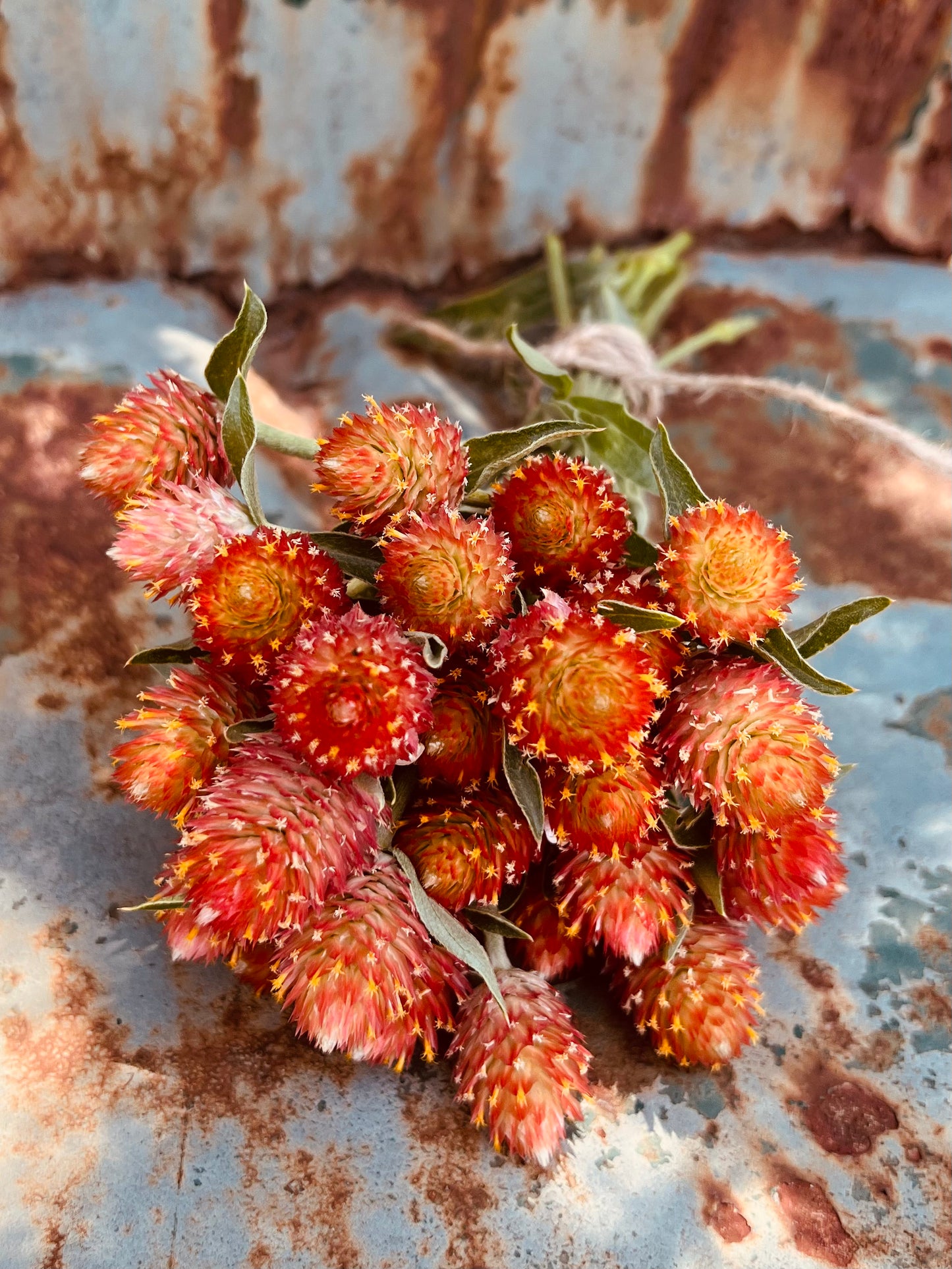 orange gomphrena, rich orange globe amaranth for cut flower gardens 