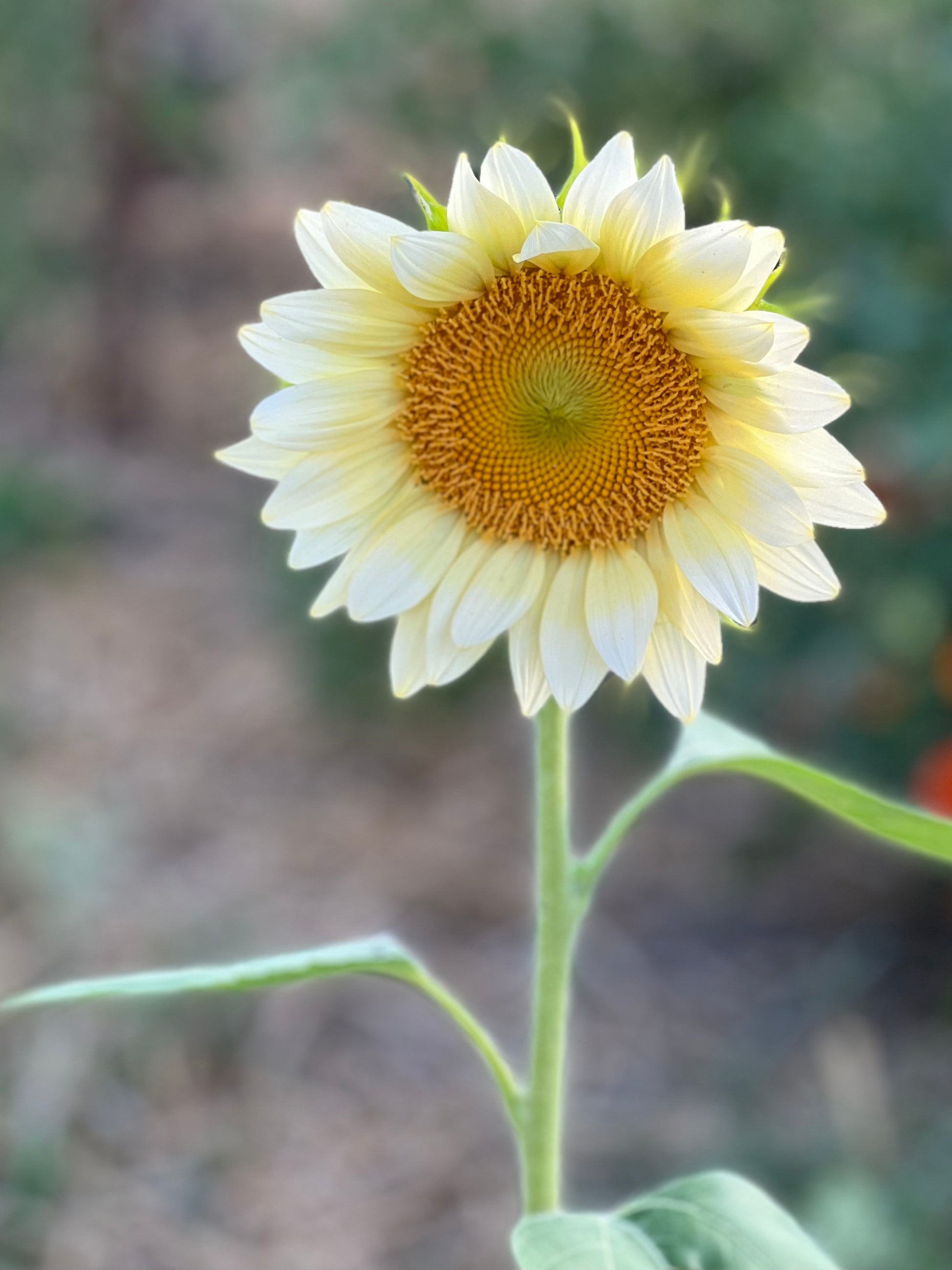 White Lite sunflower, great sunflower for cut flower gardens