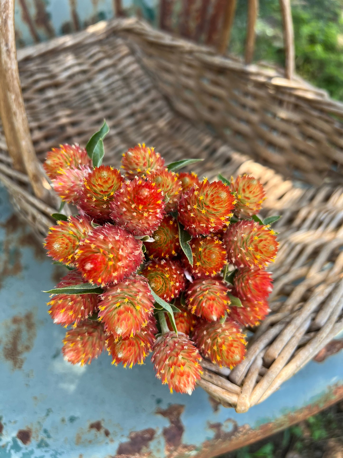 annual orange gomphrena in the cutting garden