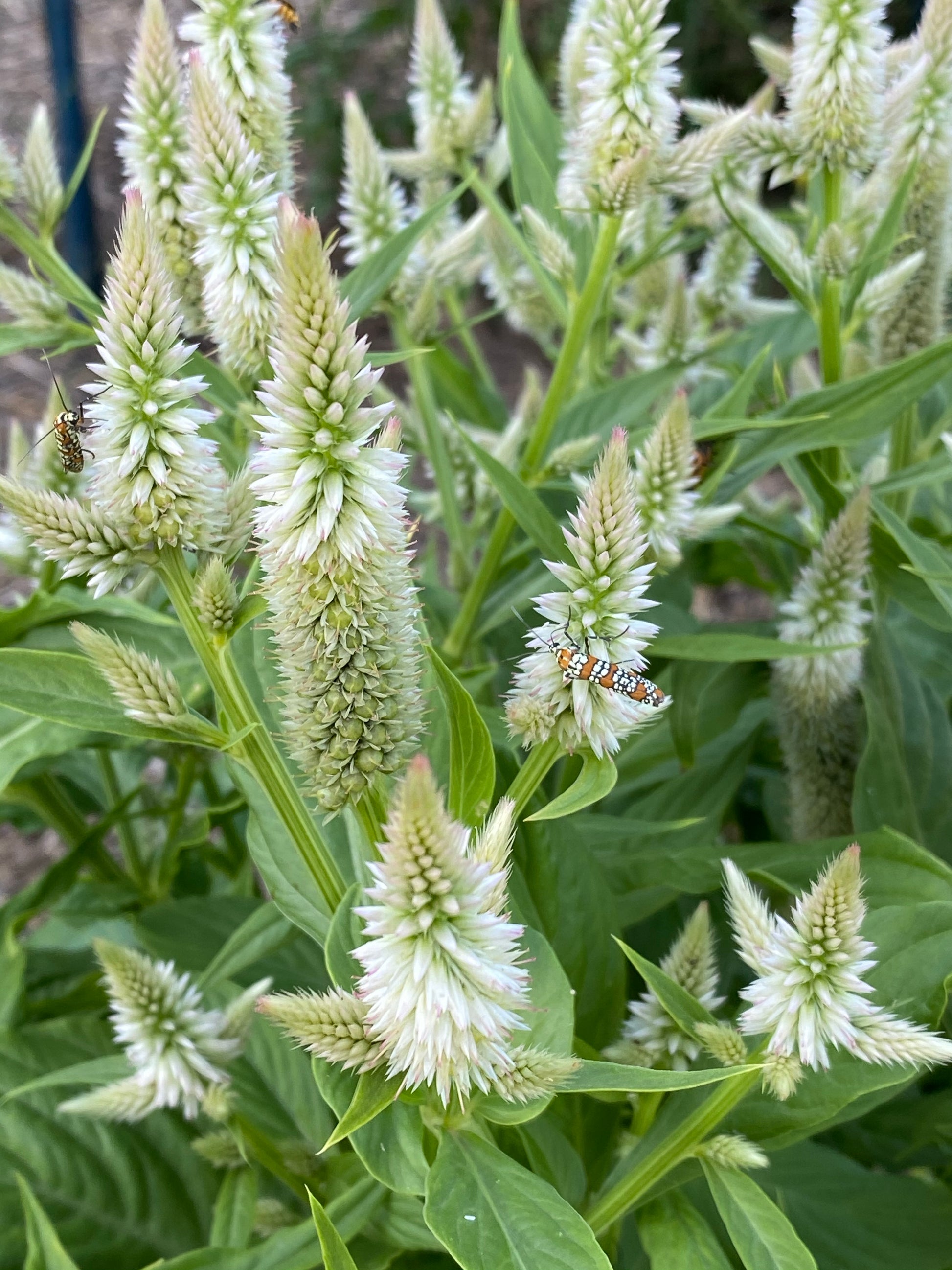 spike plant seeds White Spike Celosia Seeds, White Flowered Celosia spicata, Great for C – Mountainlily Farm