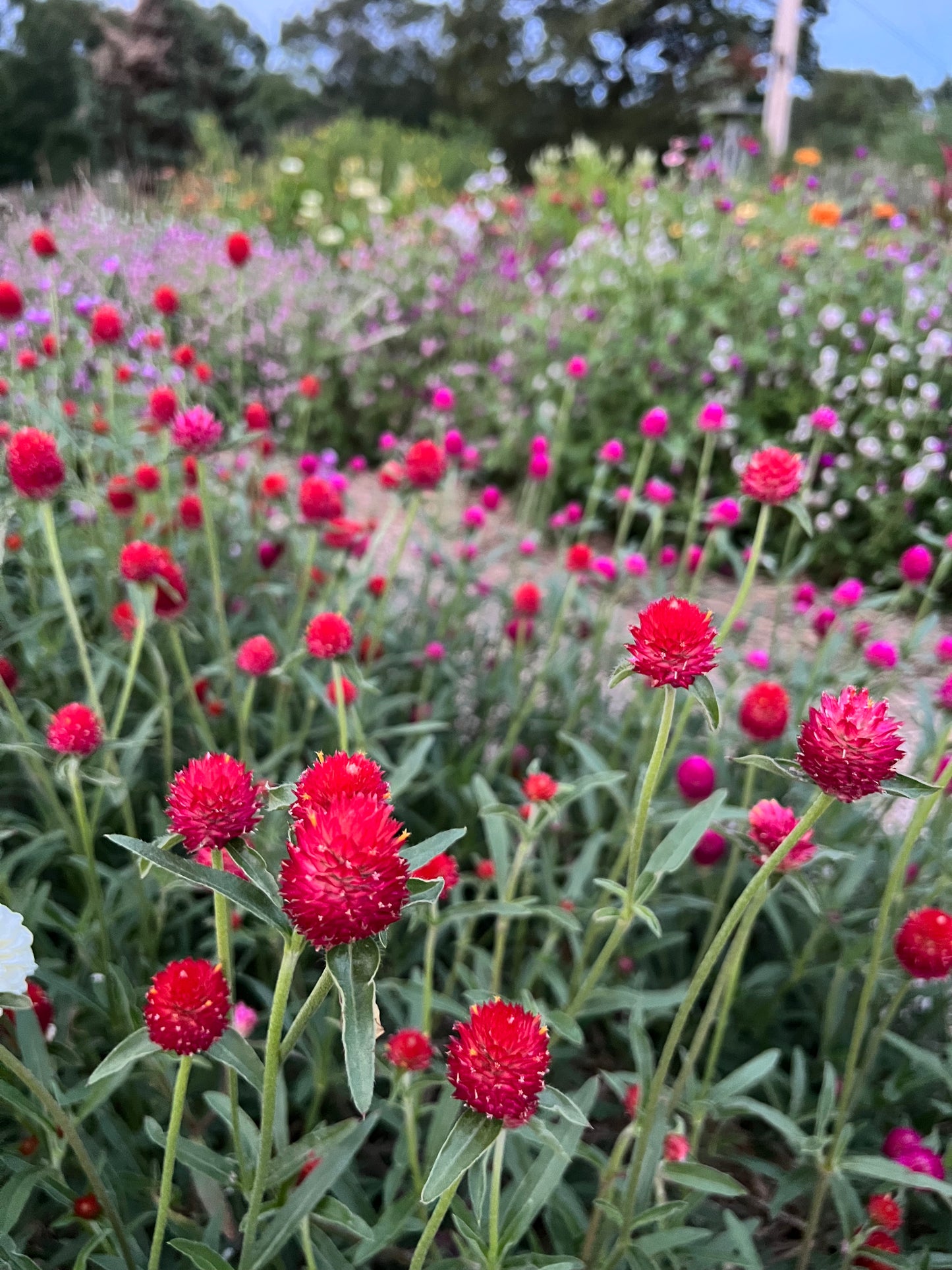 Strawberry Fields Gomphrena, Red Globe Amaranth for Cut Flower Gardens