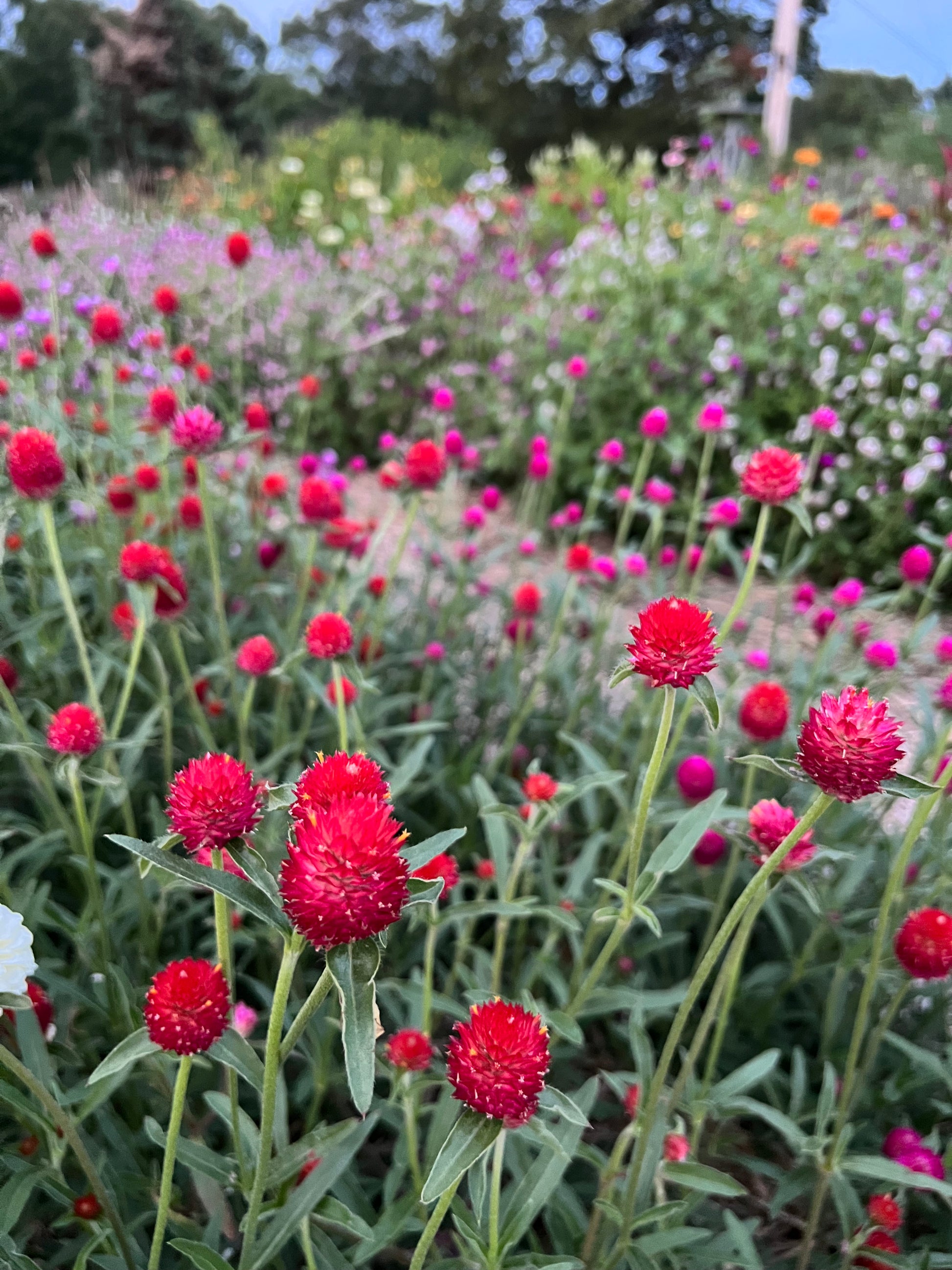 strawberry fields gomphrena seeds Gomphrena Strawberry Fields Seeds