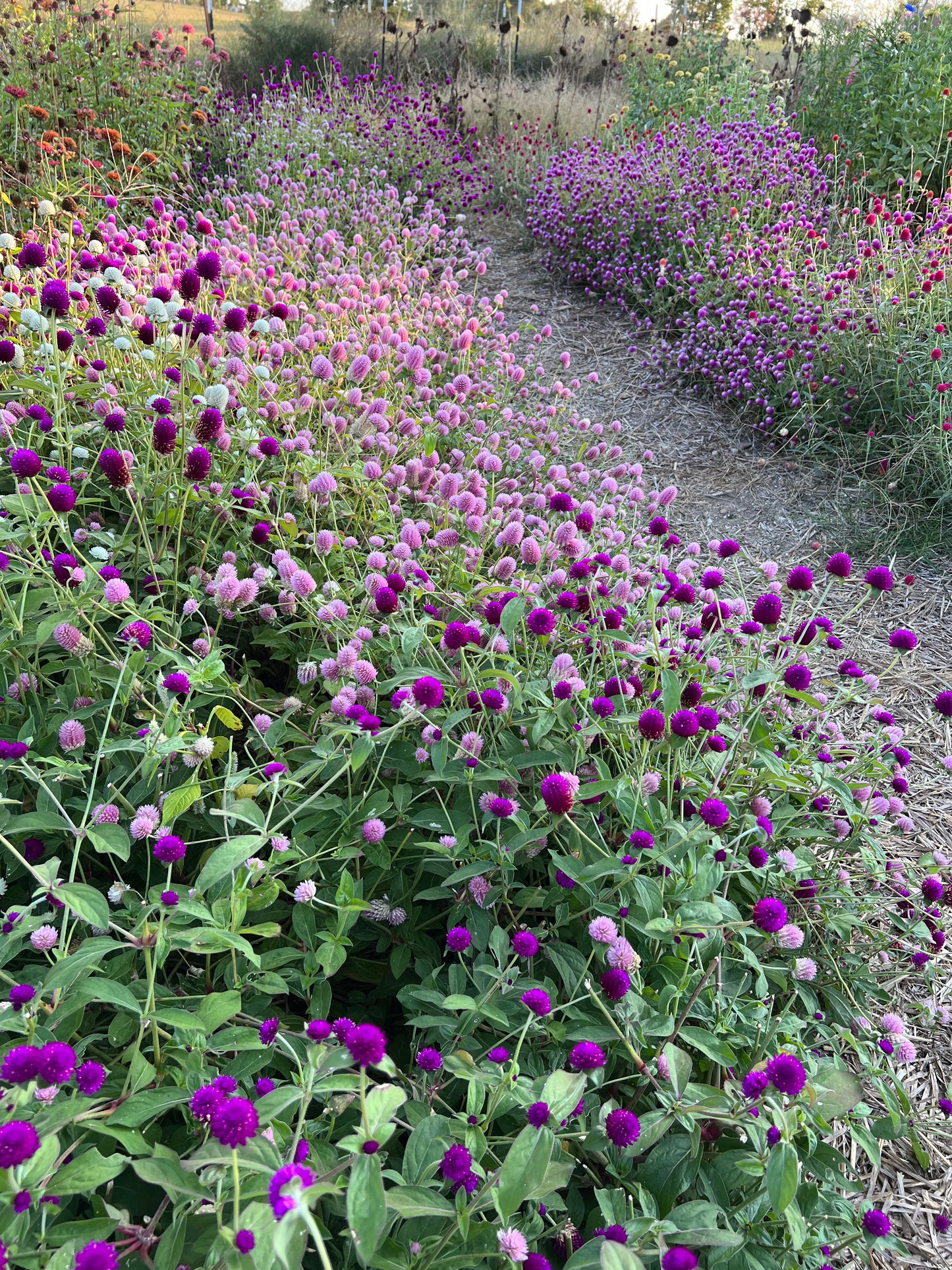 double gomphrena borders at mountainlily farm