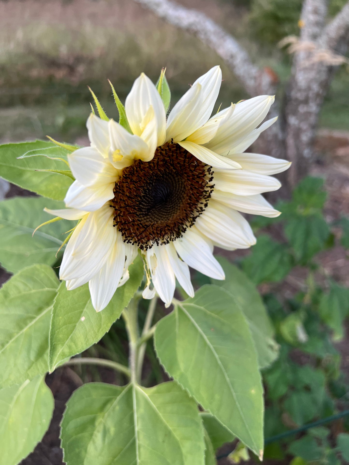 White Nite Sunflower Seeds, Pollenless Pale Sunflowers for Cut Flower Gardens