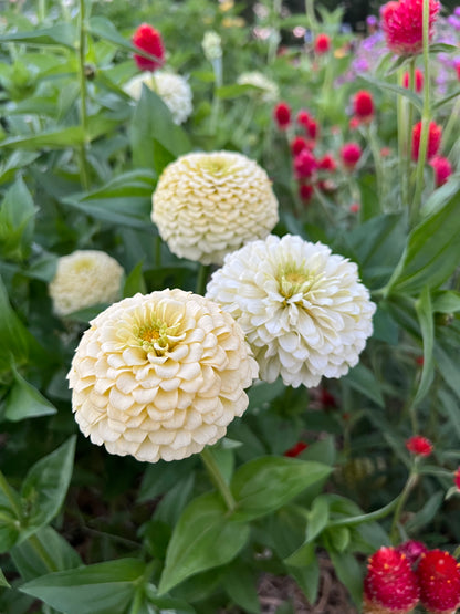 Oklahoma Ivory Zinnia, Creamy Double Zinnia Perfect for Cut Oklahoma Ivory Zinnia, Creamy Double Zinnia Perfect for Cut