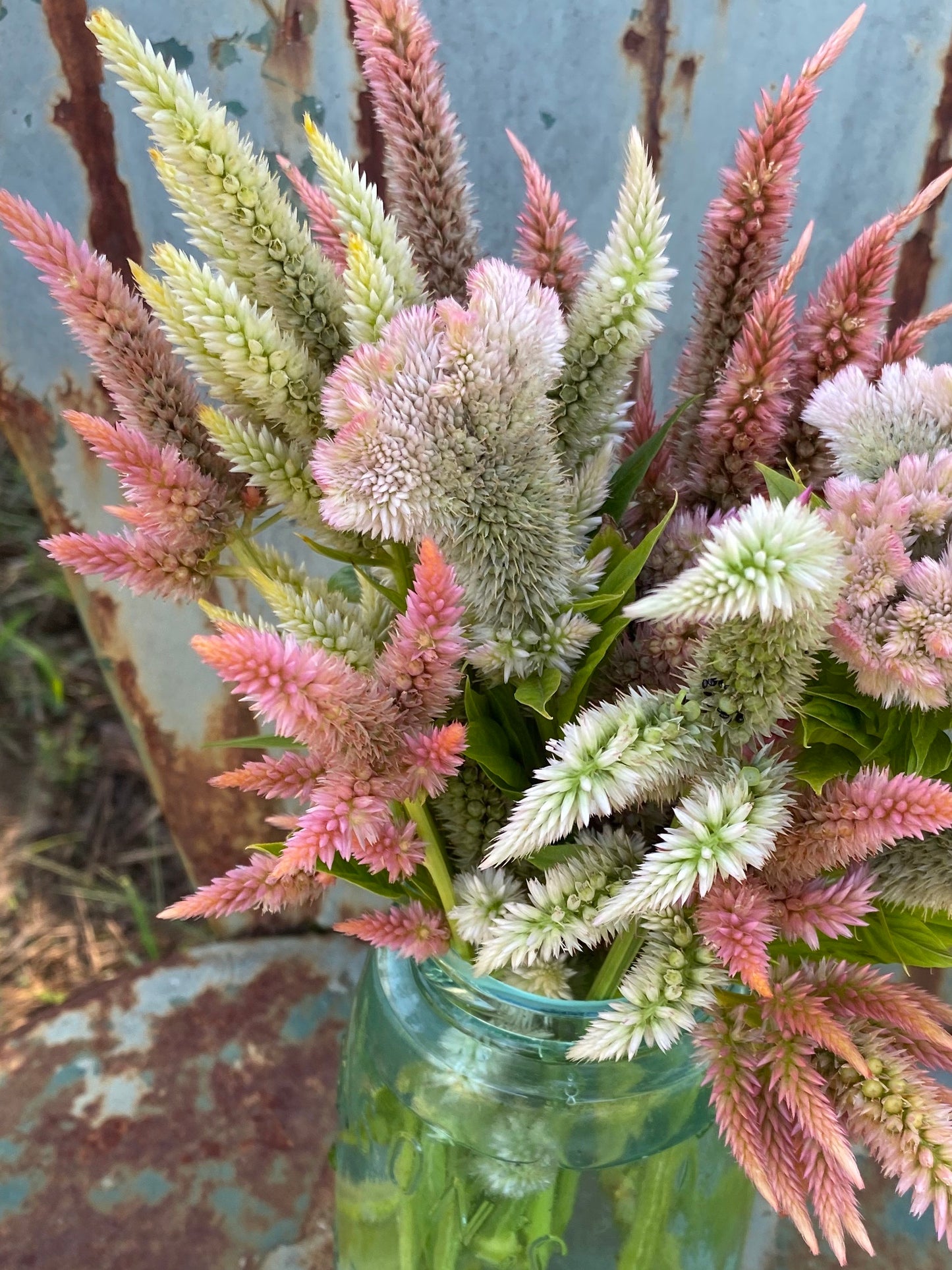 Pastel Mix Celosia seeds. Variety of pale colors and shapes