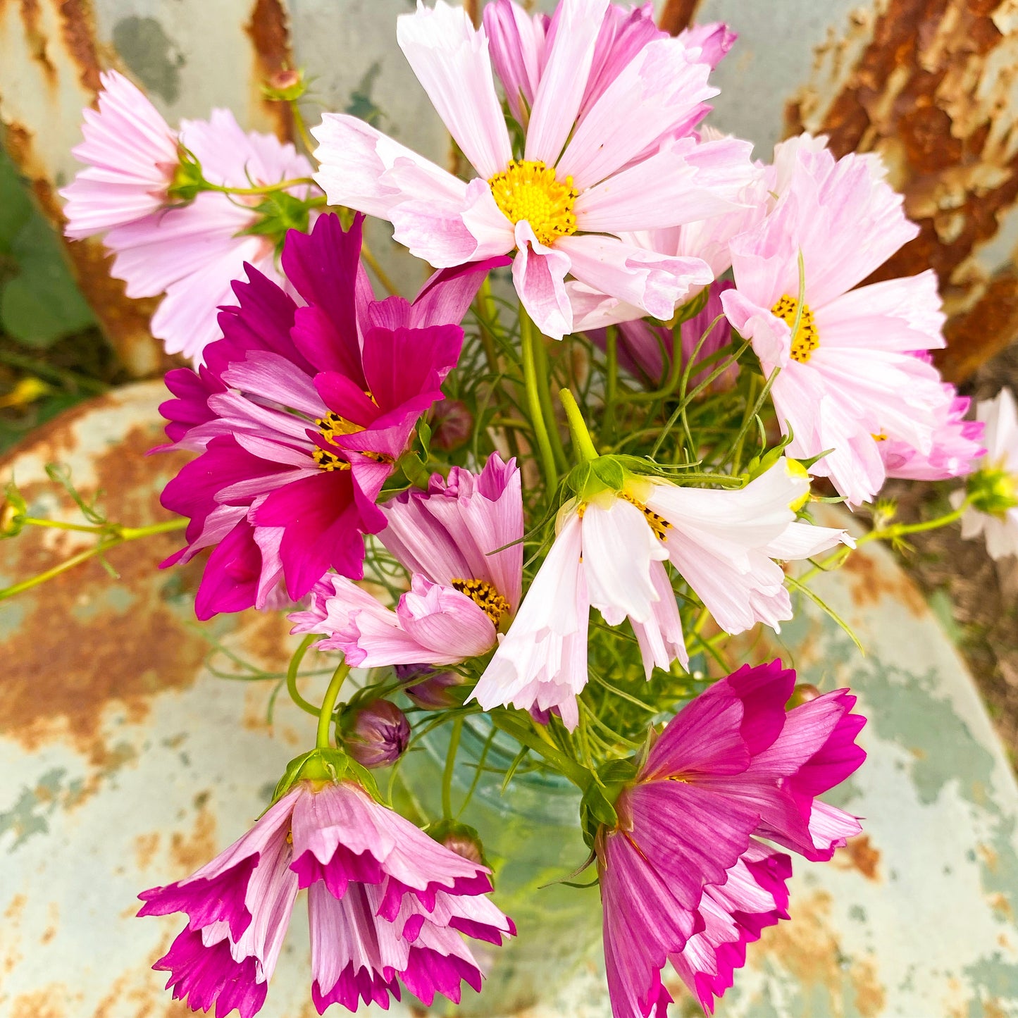 Mixed Annual Cosmos bipinnatus