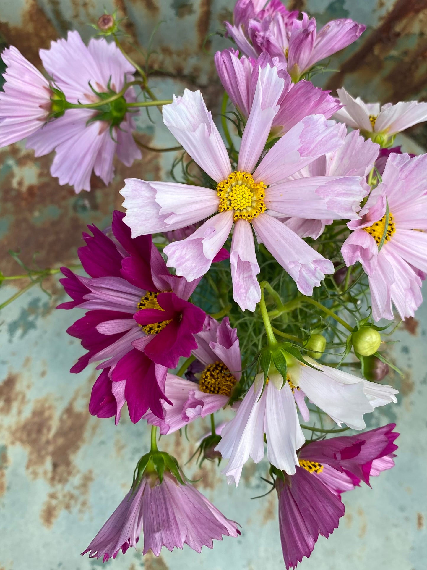 Cosmos for Butterfly Gardens