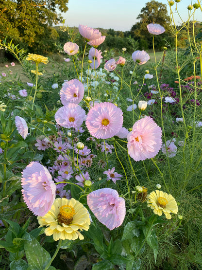 Cosmos and Zinnias in the cutting garden
