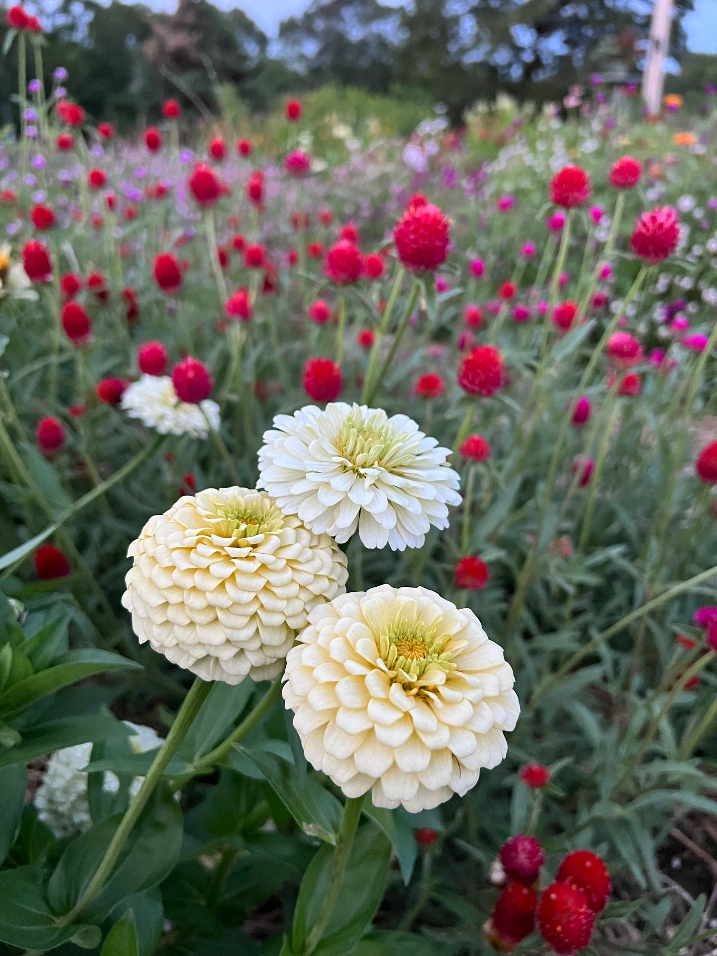 oklahoma ivory zinnia is a great filler flower 