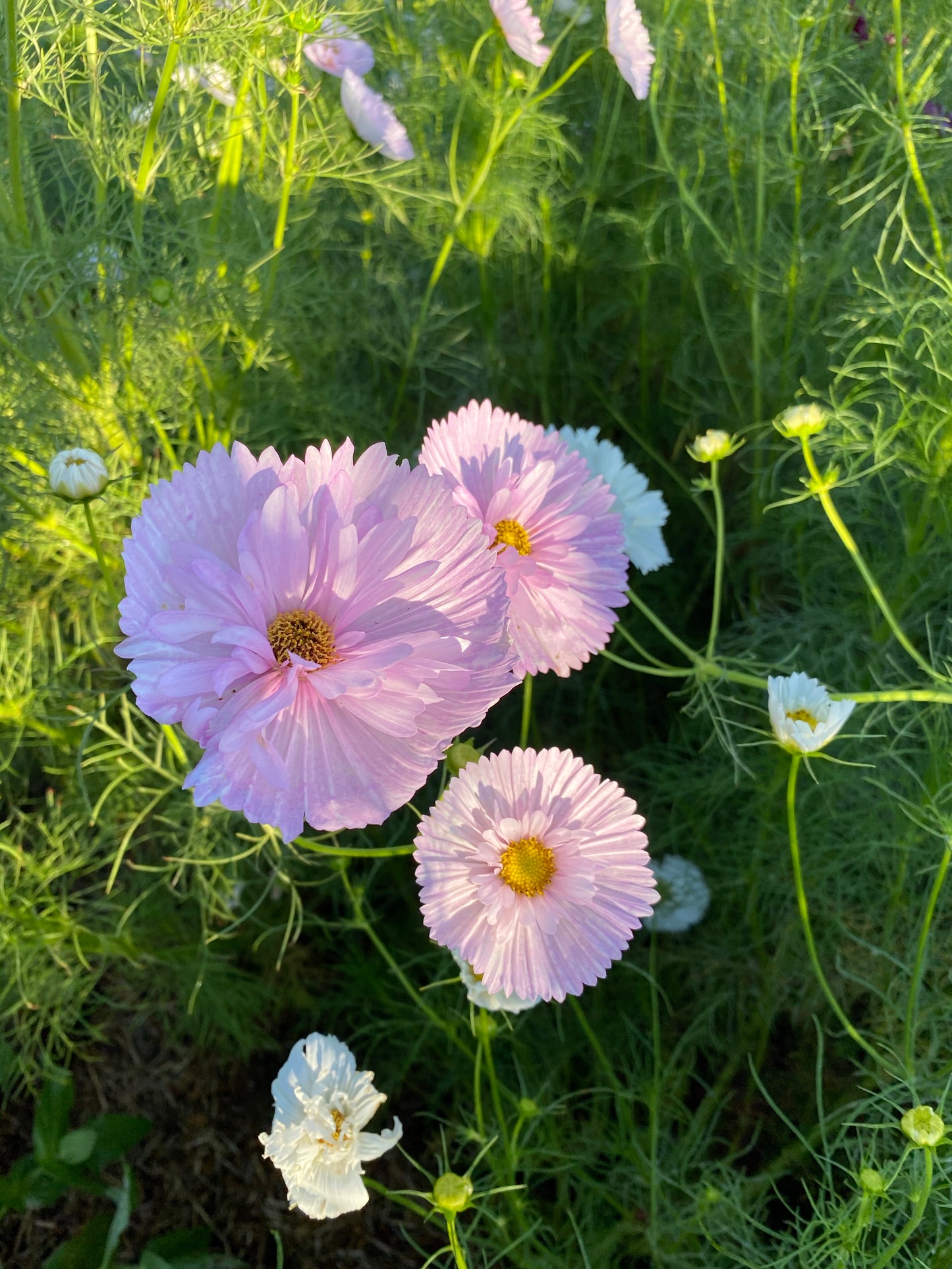 Pink Blush Cosmos Seeds