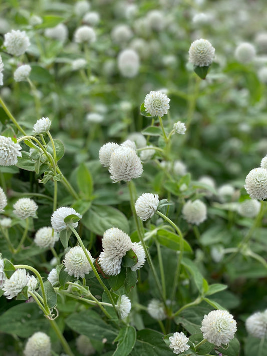 White Gomphrena Seeds for sale