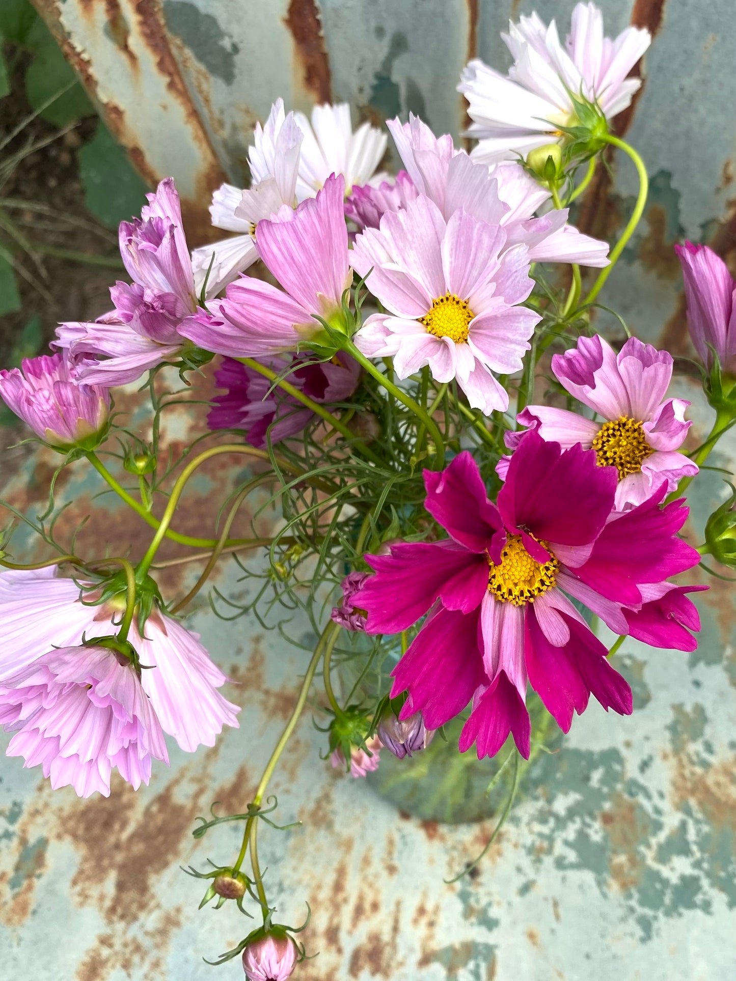 Cosmos Seashells in Cut Flower Arrangement