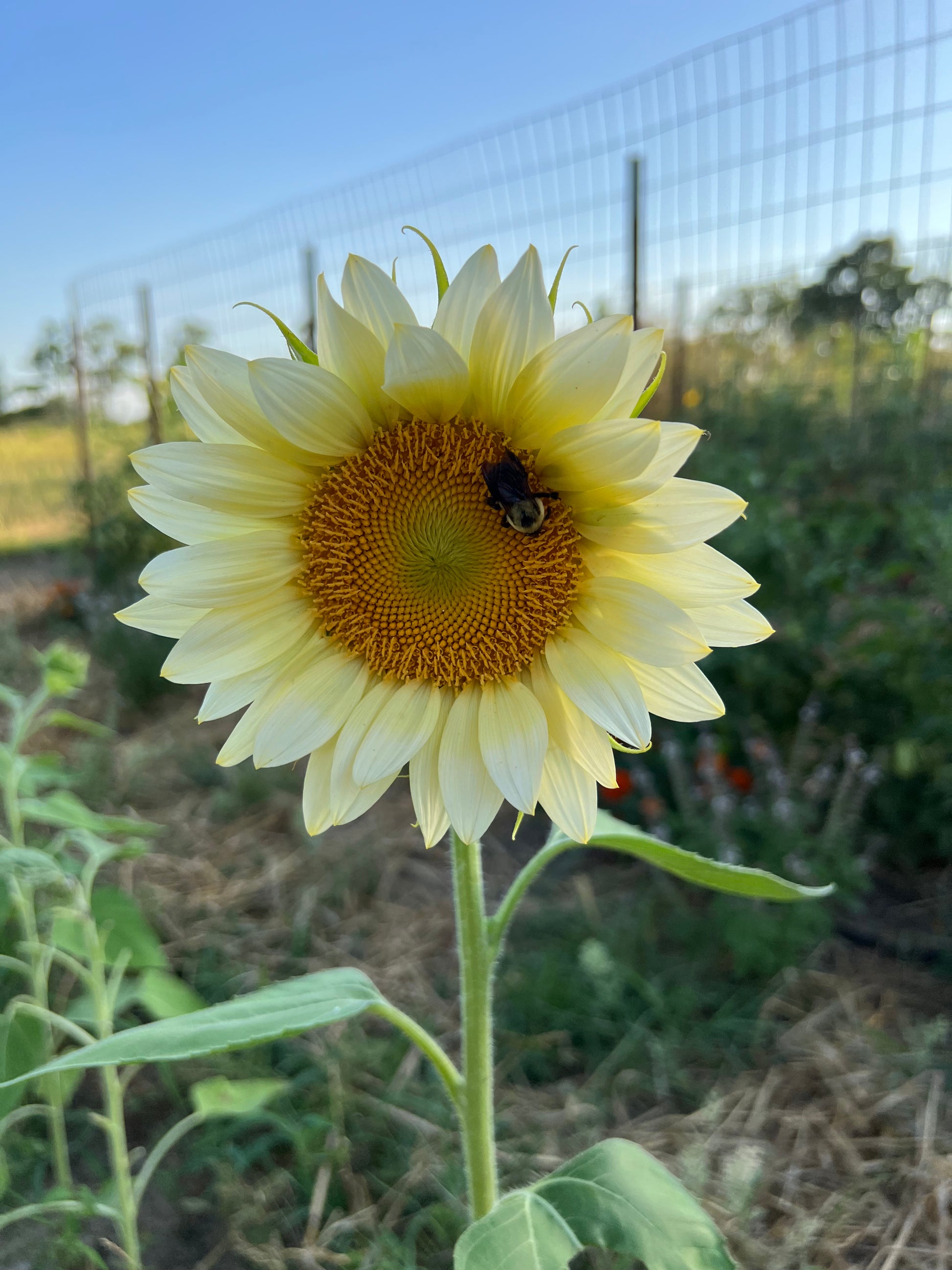 pollinators love white lite sunflowers
