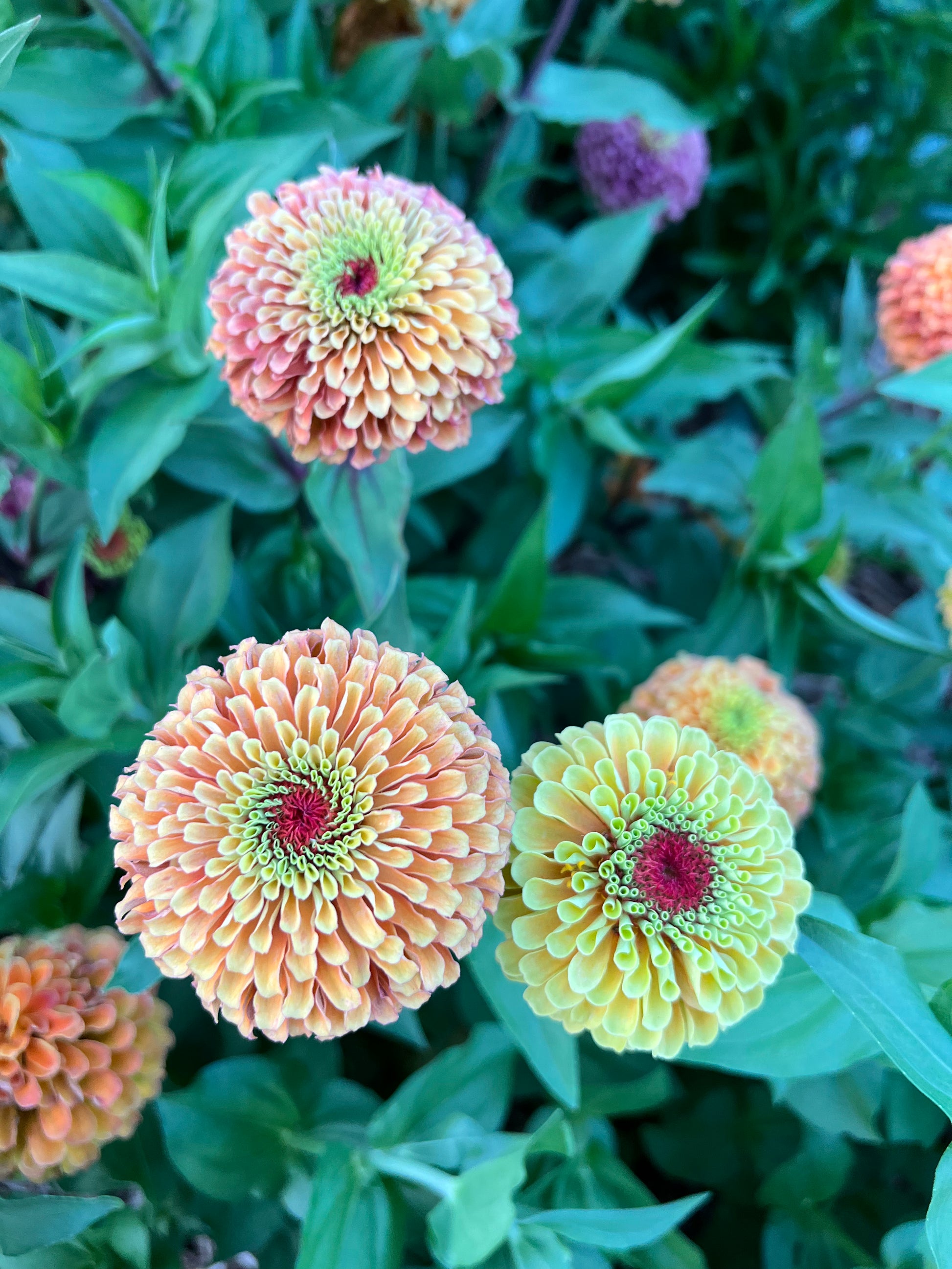queeny lime mix zinnia