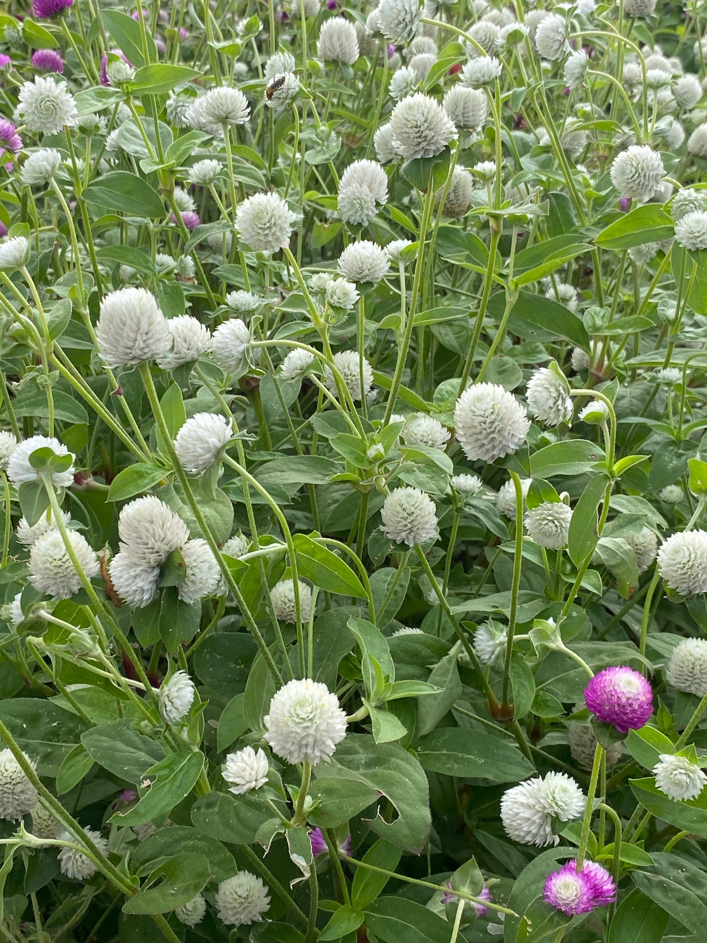 Gomphrena Seeds for Cut Flowers