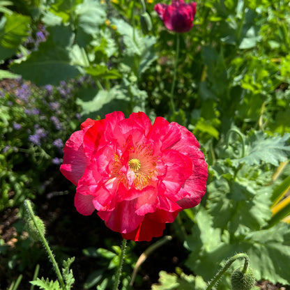 large, vibrant blooms of shirley poppy supreme