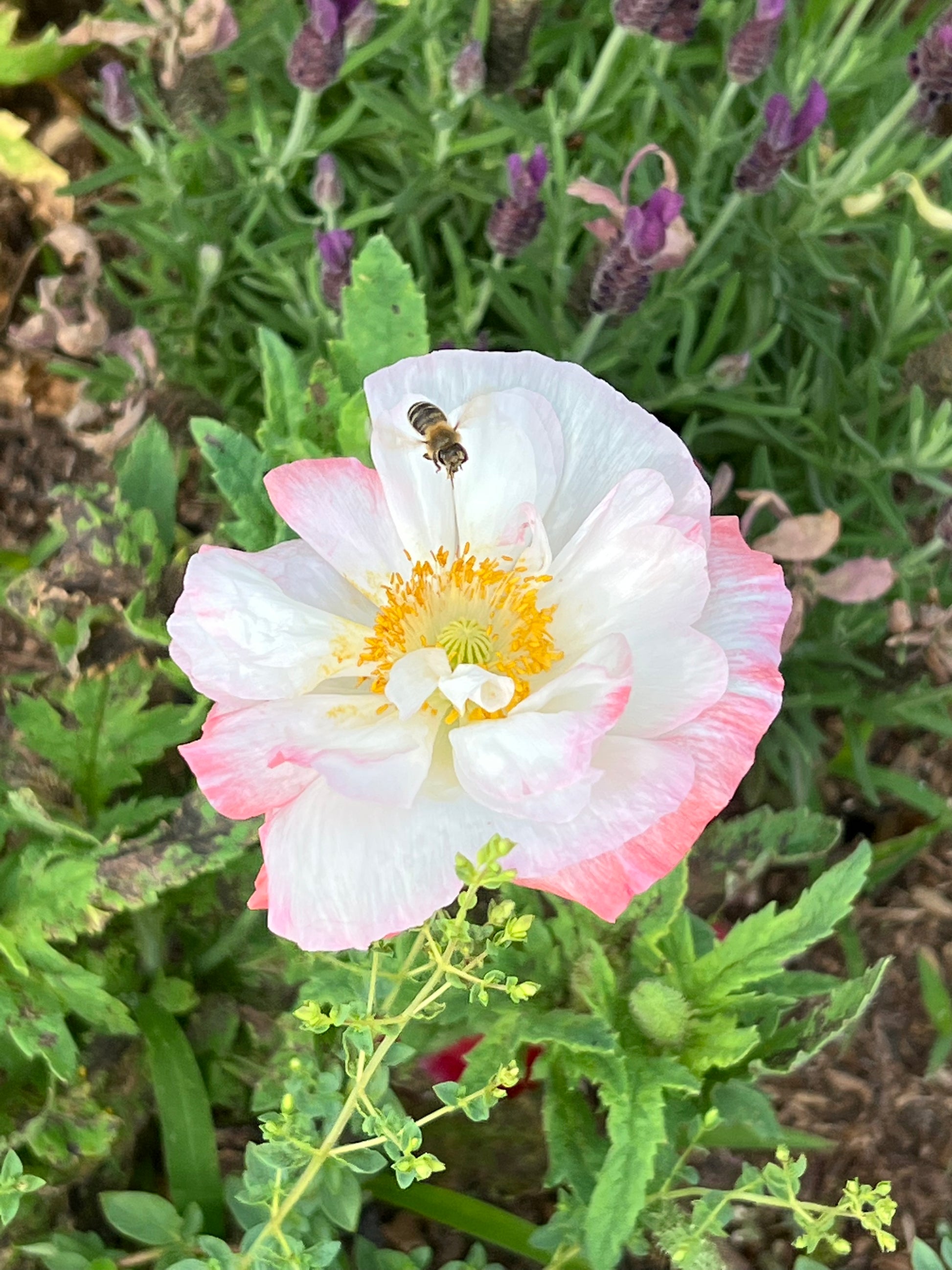 Simley Poppy Shirley Poppy Supreme Seeds, Large Double Flowering Poppy Mix ...