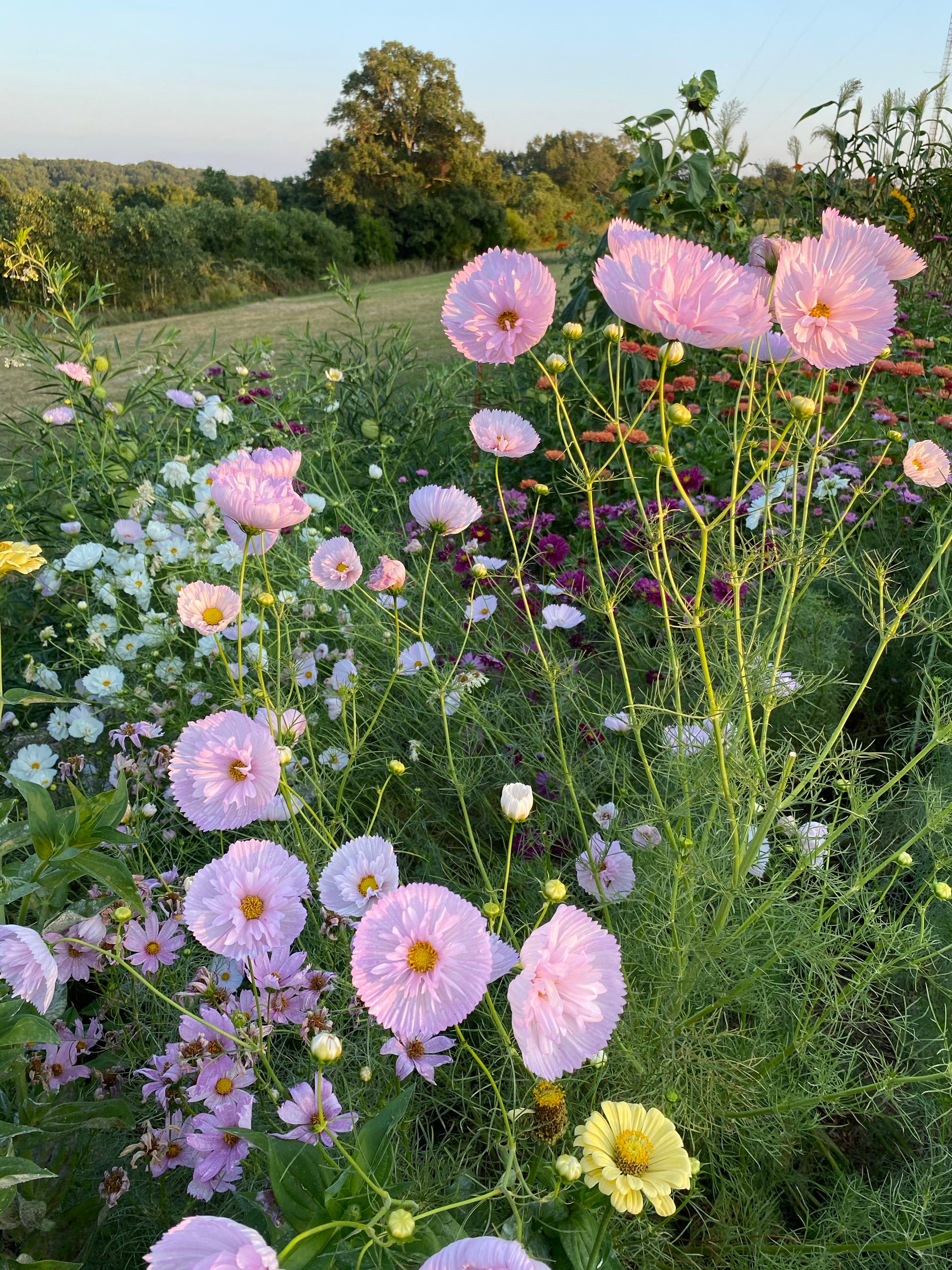 cupcake cosmos flower seeds Cupcake Blush Cosmos Seeds, Ruffled Cosmos Blooms, Great for Cut Flowe – Mountainlily Farm