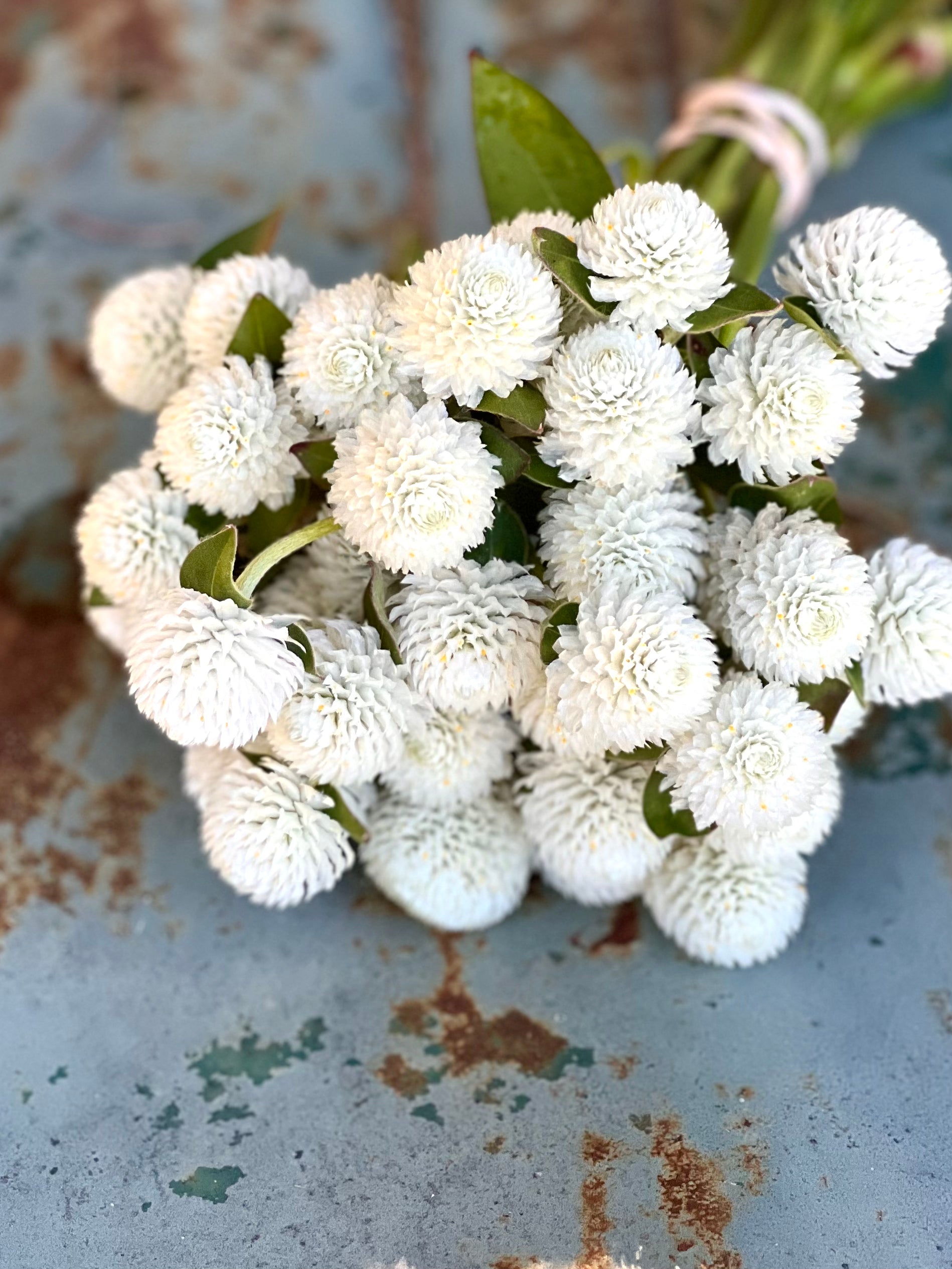 globe amaranth white gomphrena for cut flowers