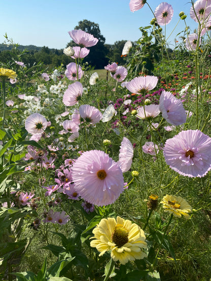 Cupcake Cosmos Seed for sale
