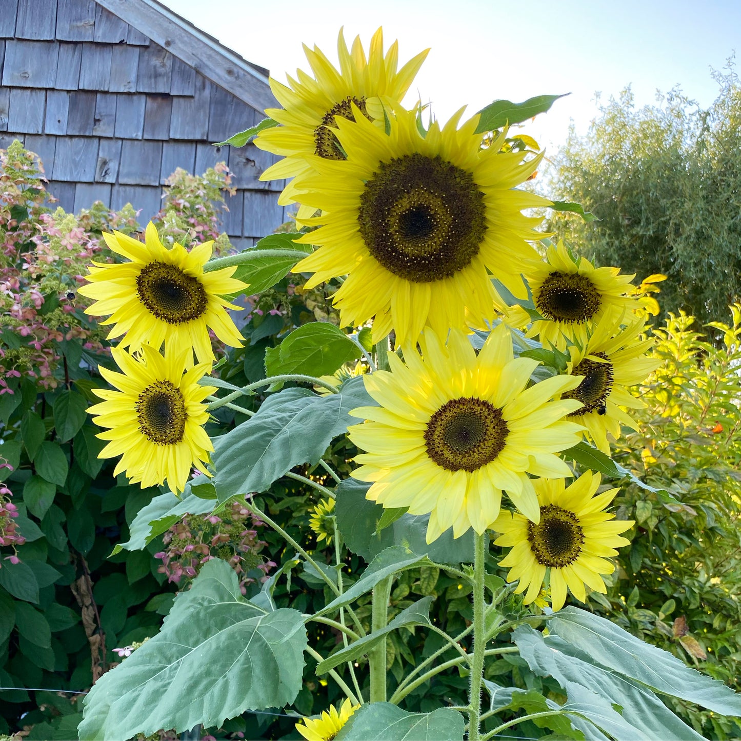 Lemon Queen Sunflower Seeds, Easy to Grow Annual Sunflowers