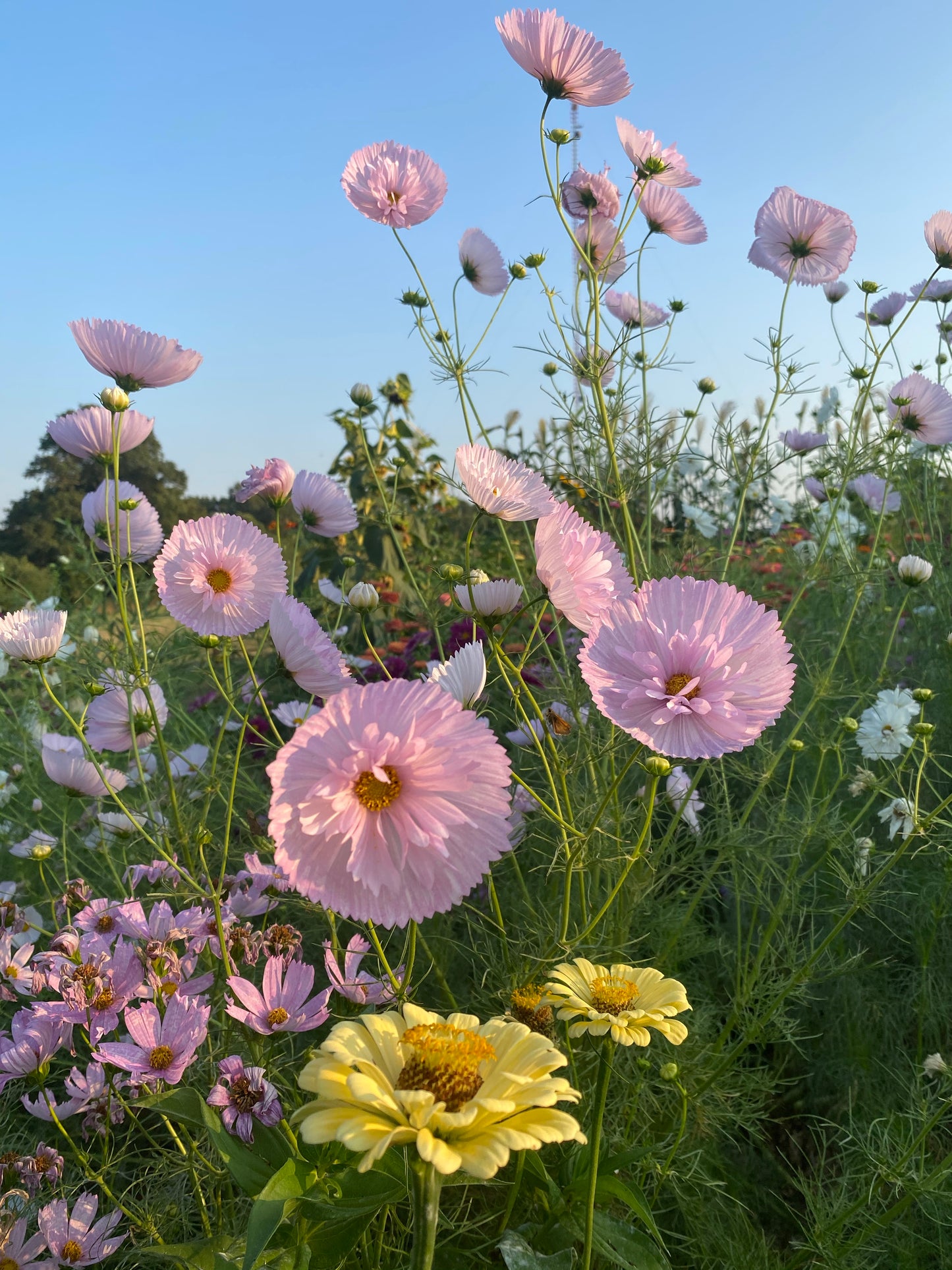 Cupcake Cosmos in the cutting garden