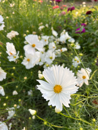 White Cupcake Cosmos Seeds, Great Cut Flower Cosmos