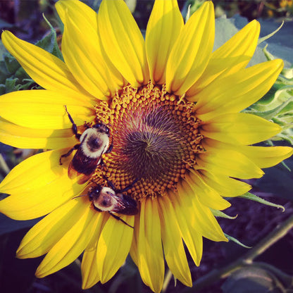 Sunflower Seeds Great for Pollinator Gardens