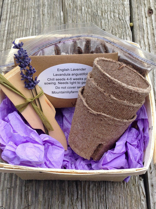 English Lavender Seed Kit