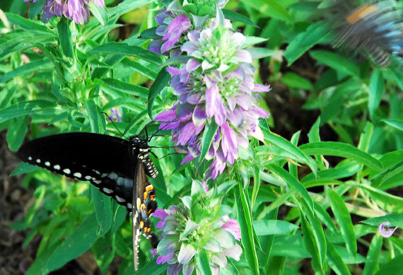 Lemon Bergamot Swallowtail Butterfly Plant