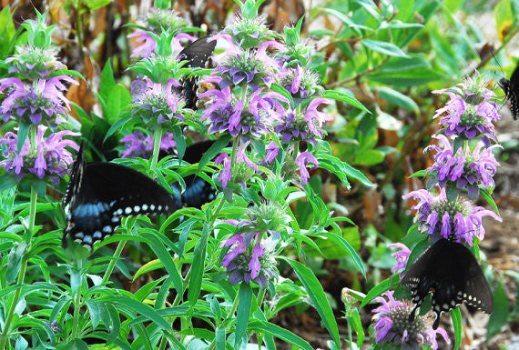 Lemon Bergamot Monarda citriodora